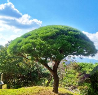 용인수목장 추모공원